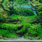 Hurricane - Aqua Plants Hub