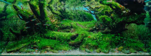 Hurricane - Aqua Plants Hub