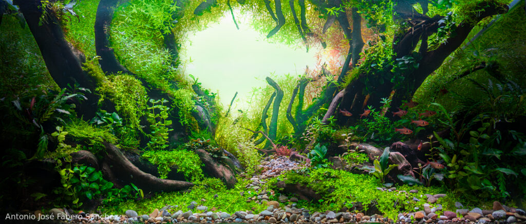 I do - Aqua Plants Hub