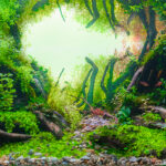 I do - Aqua Plants Hub