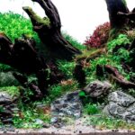 IMPULSE - Aqua Plants Hub