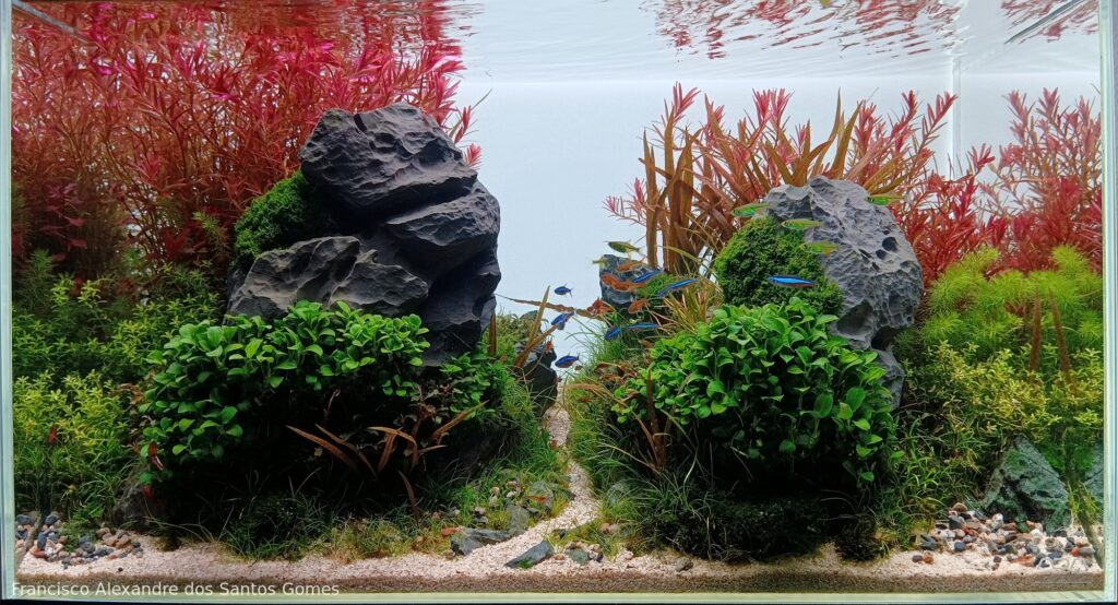 Imaginarium - Aqua Plants Hub