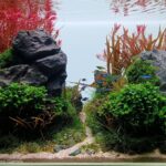 Imaginarium - Aqua Plants Hub