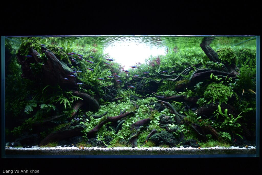 In another life - Aqua Plants Hub