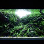In another life - Aqua Plants Hub