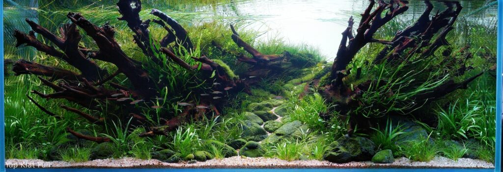 In the Quiet Flow - Aqua Plants Hub