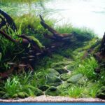 In the Quiet Flow - Aqua Plants Hub