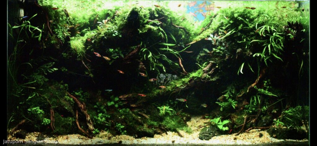 In the dark side - Aqua Plants Hub