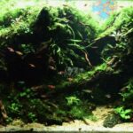 In the dark side - Aqua Plants Hub