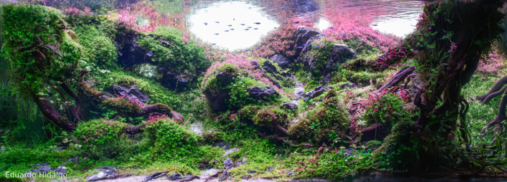 Infinite - Aqua Plants Hub