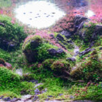 Infinite - Aqua Plants Hub