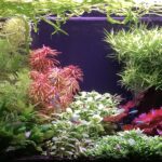 It’s Miller Time - Aqua Plants Hub