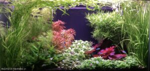 It’s Miller Time - Aqua Plants Hub