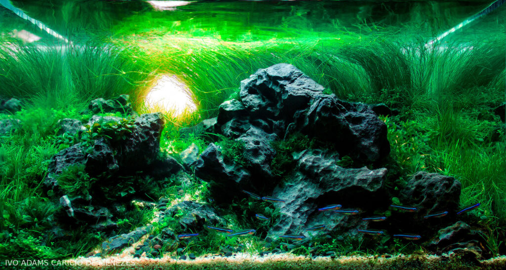 Jade's-Path - Jade’s-Path - Aqua Plants Hub