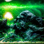 Jade's-Path - Jade’s-Path - Aqua Plants Hub