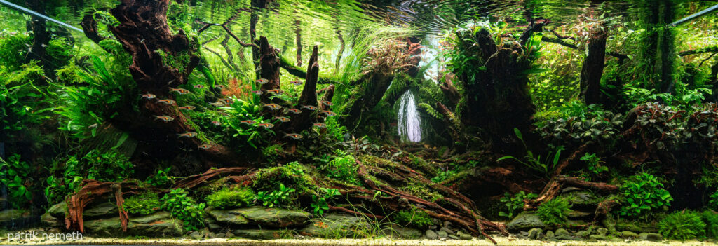 Jakusima Forest - Aqua Plants Hub