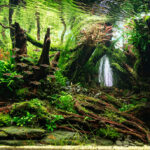 Jakusima Forest - Aqua Plants Hub
