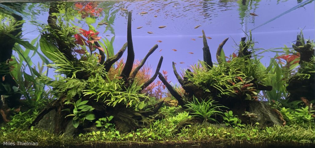 Jazz Hands - Aqua Plants Hub