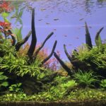 Jazz Hands - Aqua Plants Hub
