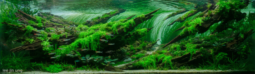 Journey to Happiness - Aqua Plants Hub