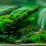 Journey to Happiness - Aqua Plants Hub