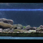 Jungle stream in karst menoreh - Aqua Plants Hub