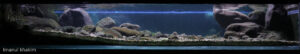 Jungle stream in karst menoreh - Aqua Plants Hub