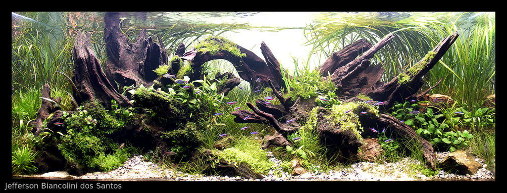 KAIJU - Aqua Plants Hub