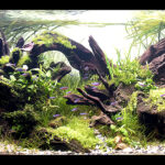 KAIJU - Aqua Plants Hub
