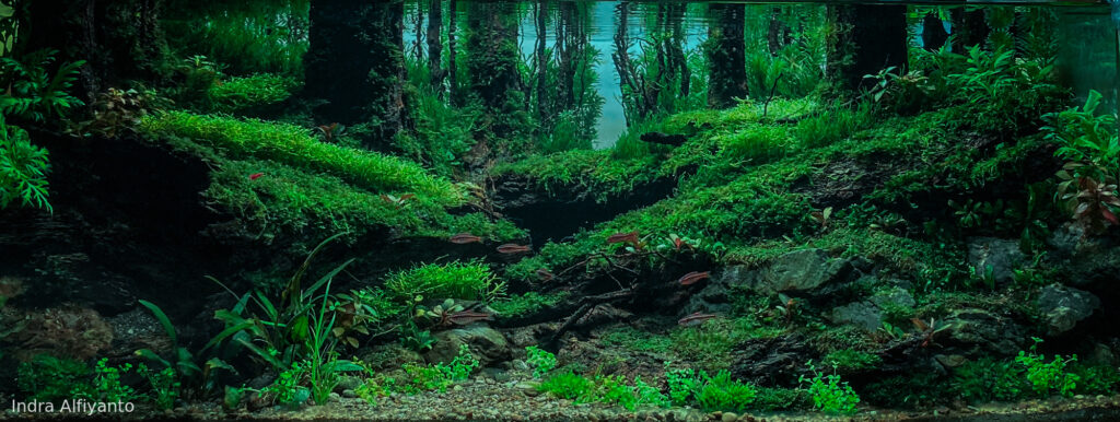 Karangsambung - Aqua Plants Hub