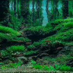 Karangsambung - Aqua Plants Hub