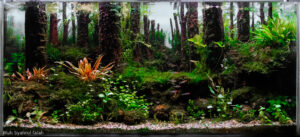 Kartajaya recovery - Aqua Plants Hub