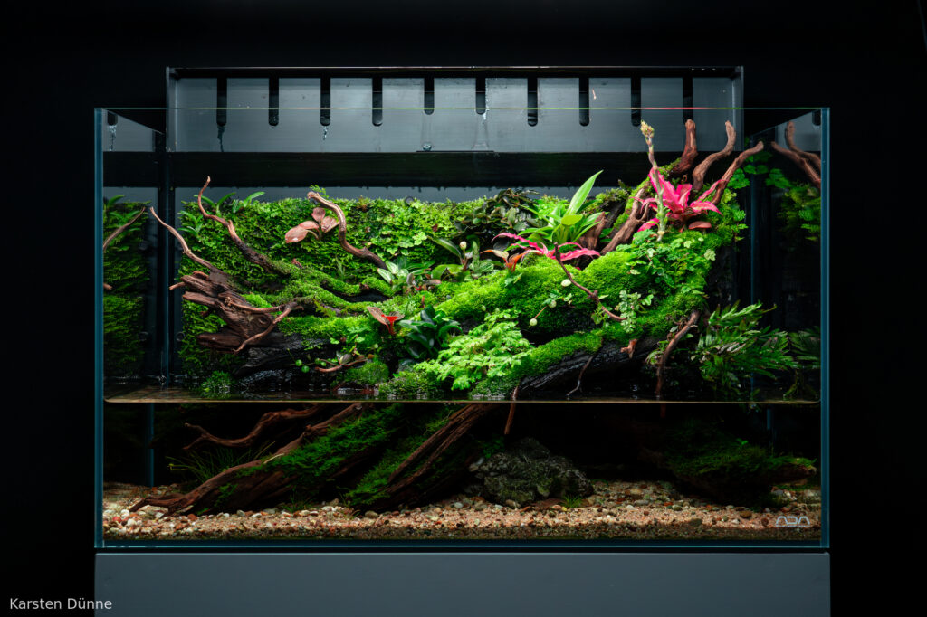 Koke No Yume - Aqua Plants Hub