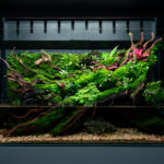 Koke No Yume - Aqua Plants Hub
