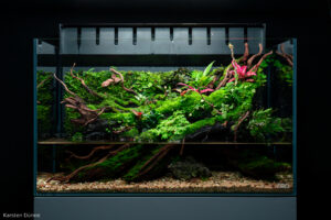 Koke No Yume - Aqua Plants Hub