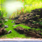Kukulkán - Aqua Plants Hub