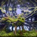 LA GREVOLOSA - Aqua Plants Hub