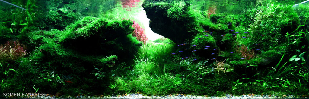 LOST - Aqua Plants Hub