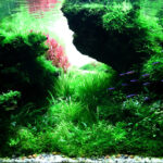 LOST - Aqua Plants Hub