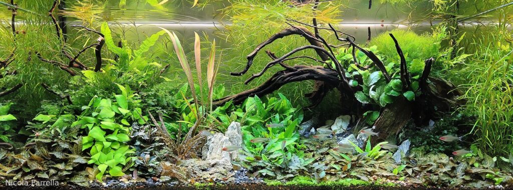 La foresta incantata. - Aqua Plants Hub