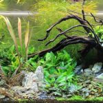 La foresta incantata. - Aqua Plants Hub