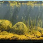 Laguna El Arco, Ocoyoacac. México - Aqua Plants Hub