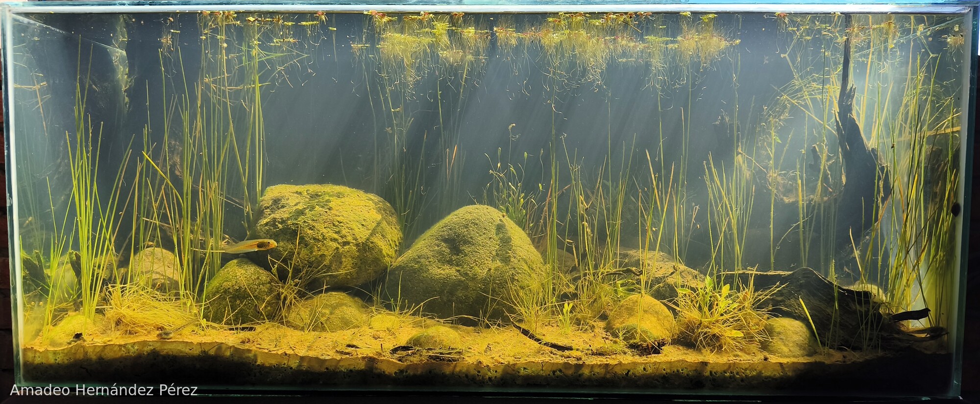 Laguna El Arco, Ocoyoacac. México - Aqua Plants Hub
