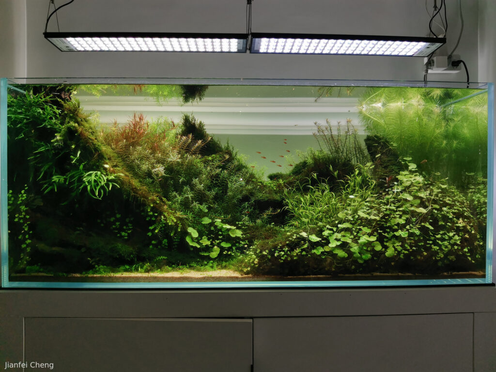 Layout 1100 - Aqua Plants Hub