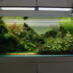 Layout 1100 - Aqua Plants Hub