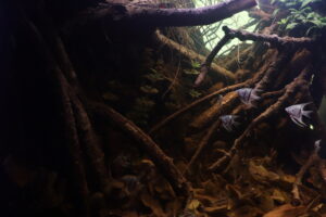 Layout 1105 - Aqua Plants Hub