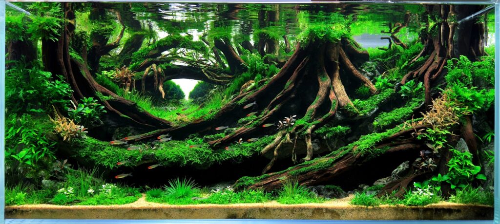 Layout 1192 - Aqua Plants Hub