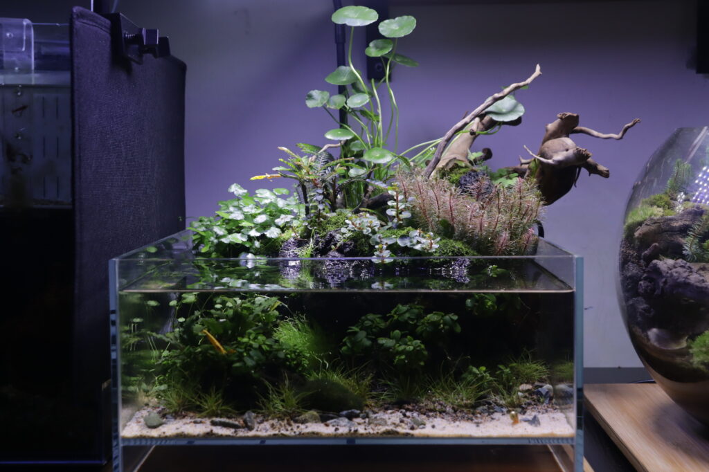 Layout 1256 - Aqua Plants Hub