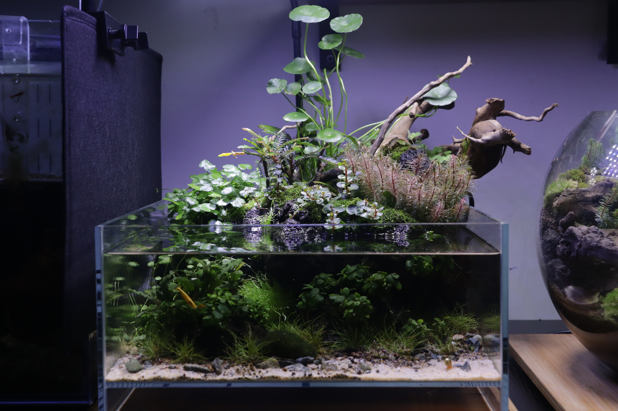 Layout 1256 - Aqua Plants Hub