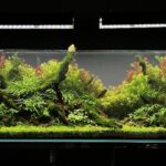 Layout 1324 - Aqua Plants Hub